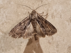 Apamea monoglypha