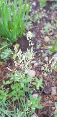 Poa attenuata