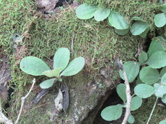 Antennaria solitaria