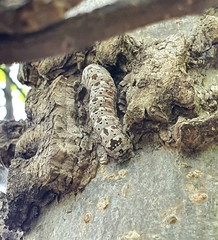 Arsenurinae