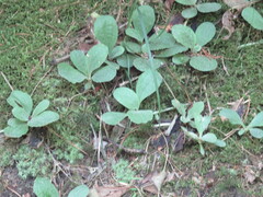 Antennaria solitaria