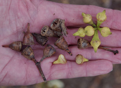 Eucalyptus robusta × rudis