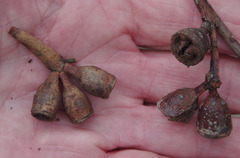 Eucalyptus robusta × rudis