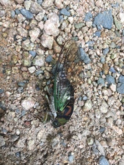 Neotibicen tibicen tibicen