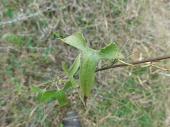 Aristolochia pentandra
