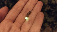 Lampyris noctiluca