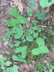 Viola × populifolia