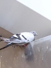 Columba livia domestica