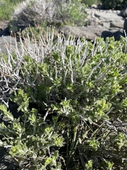 Ericameria discoidea
