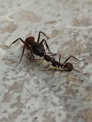 Camponotus cruentatus