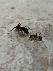 Camponotus cruentatus