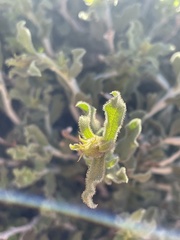 Ericameria discoidea