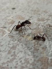 Camponotus cruentatus