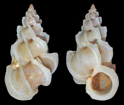 Epitonium alatum in life