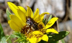 Dianthidium subparvum