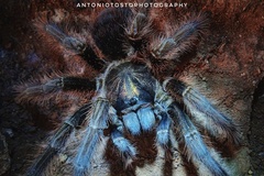 Phormictopus cancerides