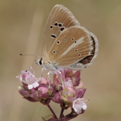 Polyommatus ripartii