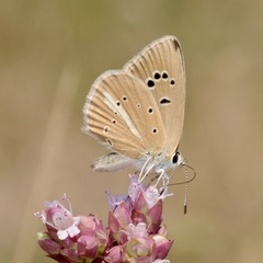 Polyommatus ripartii