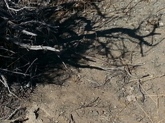 Aspidoscelis tigris tigris