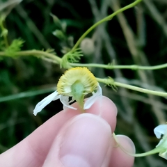 Tripleurospermum inodorum