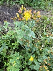Hypericum mitchellianum