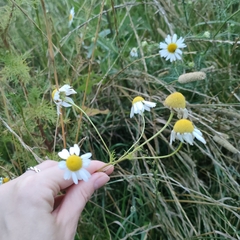 Tripleurospermum inodorum