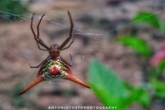 Micrathena militaris