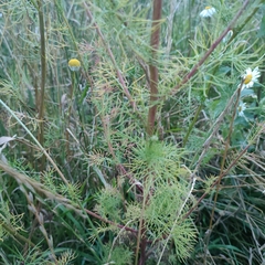 Tripleurospermum inodorum