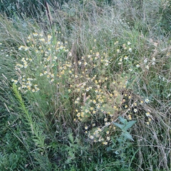 Tripleurospermum inodorum