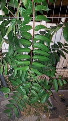Ailanthus altissima