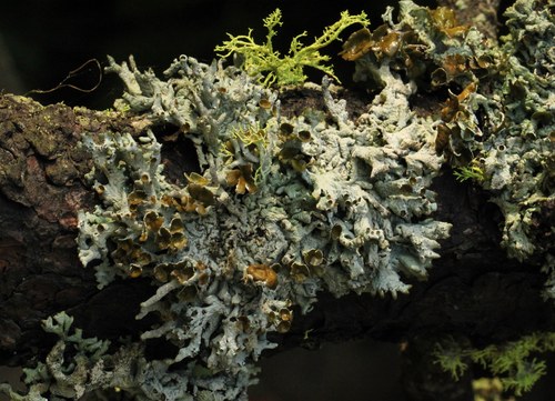 iNaturalist observation photo of Imshaug's Tube Lichen