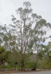 Eucalyptus robusta × rudis