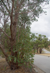 Eucalyptus robusta × rudis
