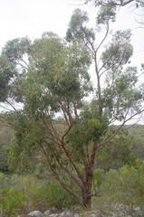 Eucalyptus robusta × rudis