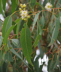 Eucalyptus robusta × rudis