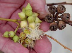 Eucalyptus robusta × rudis
