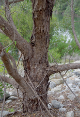 Eucalyptus robusta × rudis