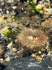 Urticina clandestina