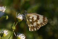Pontia edusa