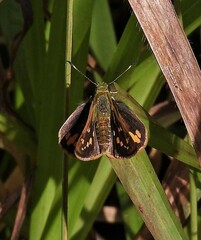Vinius pulcherrimus