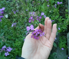 Hesperis matronalis