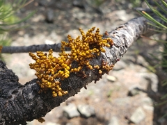 Arceuthobium vaginatum cryptopodum