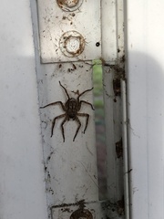 Selenops submaculosus