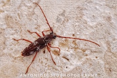 Elaphidion irroratum