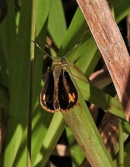Vinius pulcherrimus