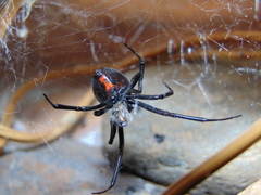 Latrodectus hesperus