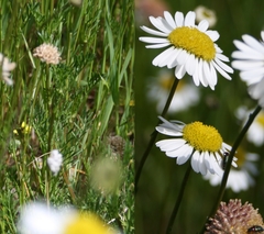 Lasiospermum bipinnatum