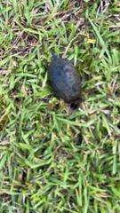 Kinosterninae