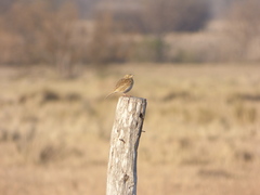Anthus furcatus