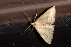 Macrochilo litophora